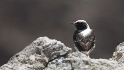 Karakulaklı kuyrukkakan