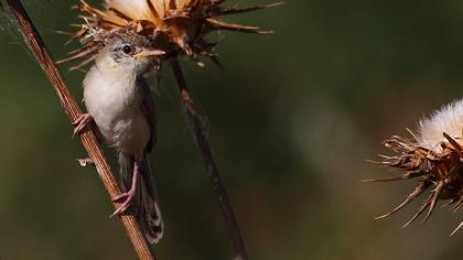 Dikkuyruklu ötleğen