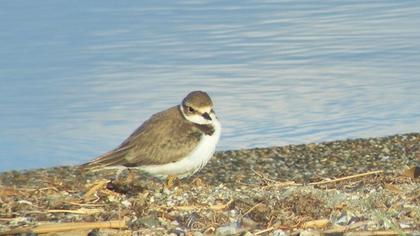 Halkalı küçük cılıbıt
