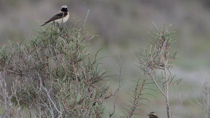 Kıbrıs kuyrukkakanı