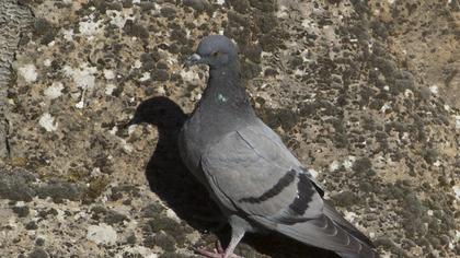 Kaya güvercini