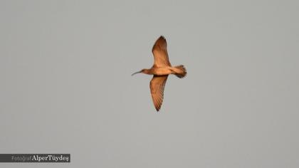 Sürmeli kervançulluğu