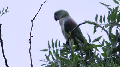 İskender papağanı