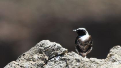Karakulaklı kuyrukkakan