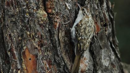 Orman tırmaşıkkuşu