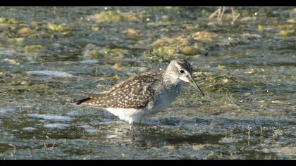 Orman düdükçünü