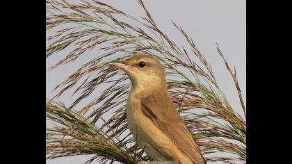Büyük kamışçın