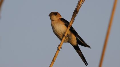 Kızıl kırlangıç