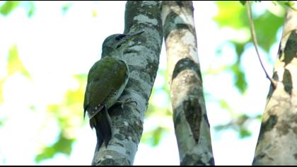 Küçük yeşil ağaçkakan
