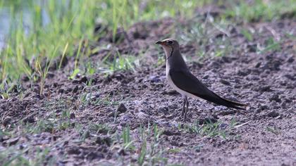 Bataklıkkırlangıcı