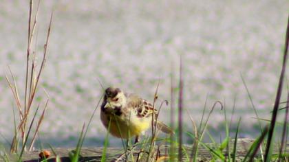 Dağ kuyruksallayanı