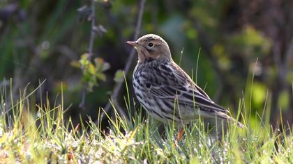 Kızılgerdanlı incirkuşu