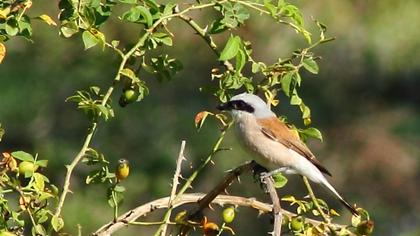 Kızılsırtlı örümcekkuşu