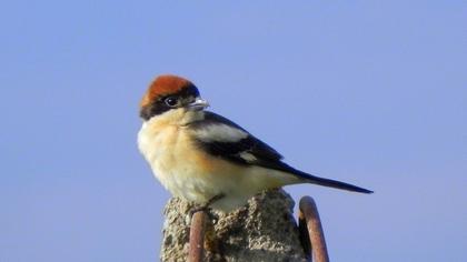 Kızılbaşlı örümcekkuşu