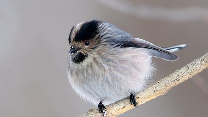 Uzunkuyruklu baştankara