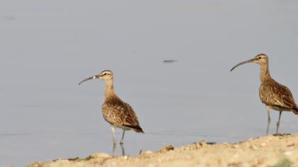 Sürmeli kervançulluğu