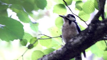 Orman alaca ağaçkakanı