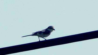 Maskeli örümcekkuşu