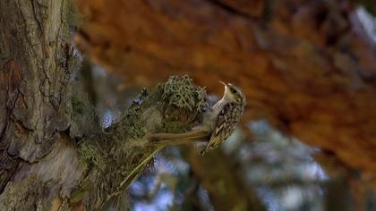 Orman tırmaşıkkuşu