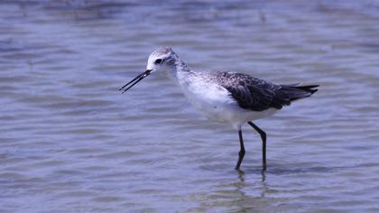 Bataklık düdükçünü