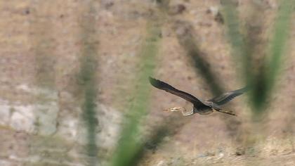 Erguvani balıkçıl