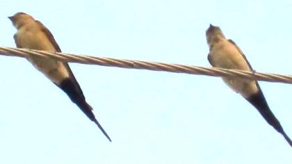 Kızıl kırlangıç