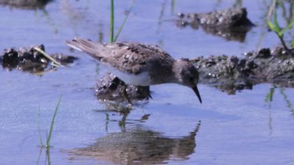 Sarıbacaklı kumkuşu