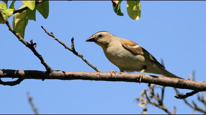 Sarıboğazlı serçe
