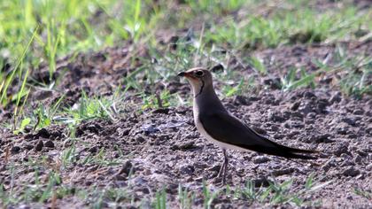 Bataklıkkırlangıcı