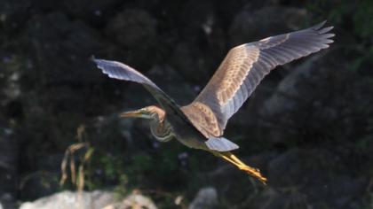 Erguvani balıkçıl