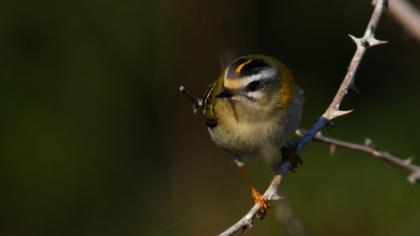 Sürmeli çalıkuşu
