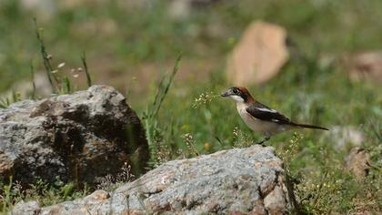 Kızılbaşlı örümcekkuşu