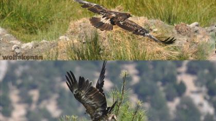 Küçük orman kartalı