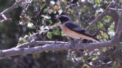 Karakulaklı kuyrukkakan