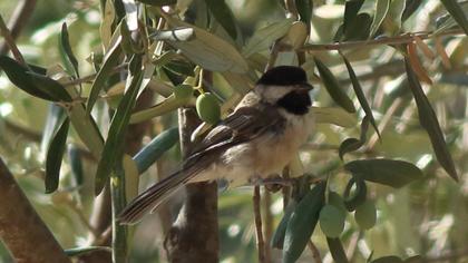 Akyanaklı baştankara