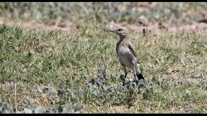 Northern Wheatear