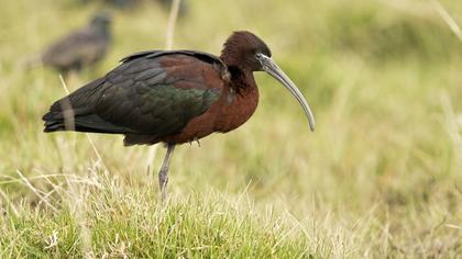 Glossy Ibis
