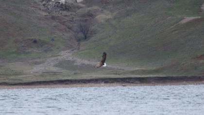 Akkuyruklu kartal