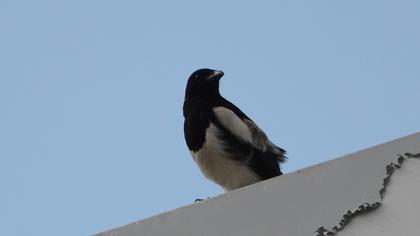 Saksağan