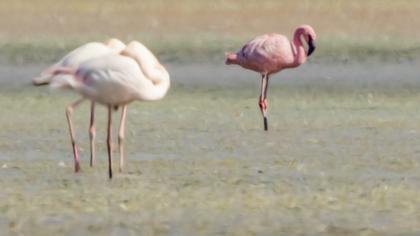 Küçük flamingo