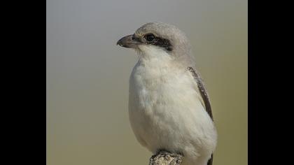 Karaalınlı örümcekkuşu