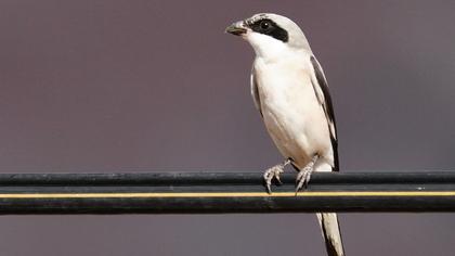 Karaalınlı örümcekkuşu