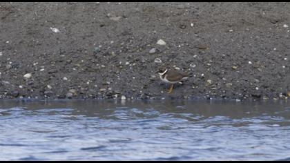Common Ringed Plover