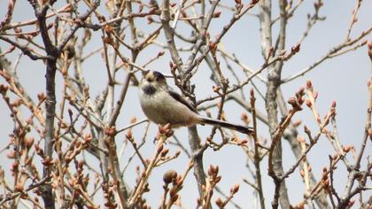 Uzunkuyruklu baştankara