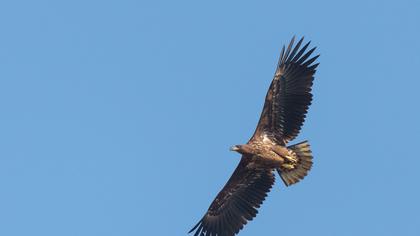 Akkuyruklu kartal