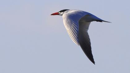 Caspian Tern