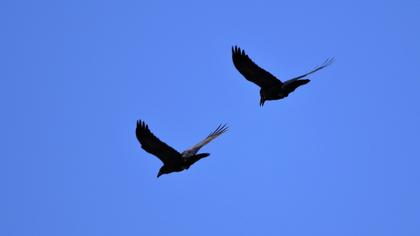 Northern Raven