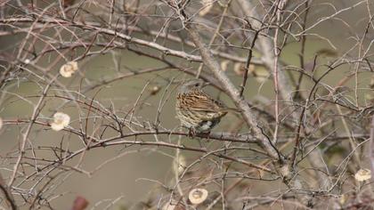 Dunnock