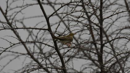 Meadow Pipit