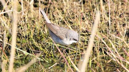 Lesser Whitethroat